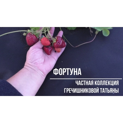 Hand holding Florida Fortuna strawberries against leafy background