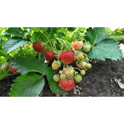 Strawberries on plant with red and green berries - Forsazh