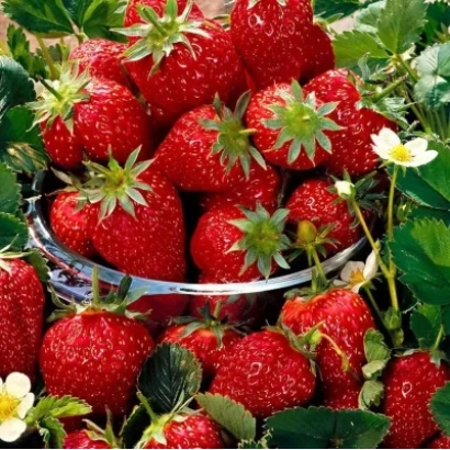 Strawberries in a clear bowl against green leaves and flowers - Gera
