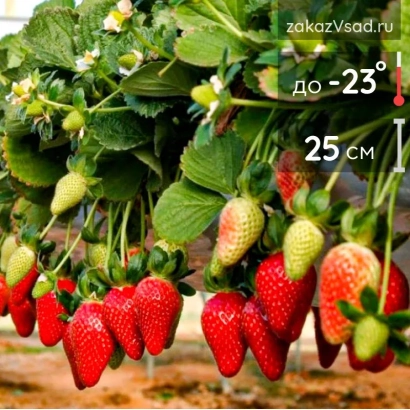 Гирлянда из клубники с ягодами и листьями