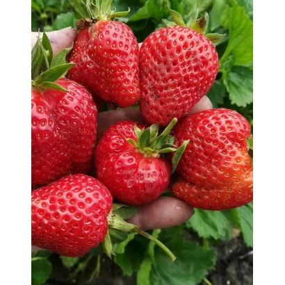 Крупный план свежей клубники в руке на фоне зелени - ХОЛИДЕЙ