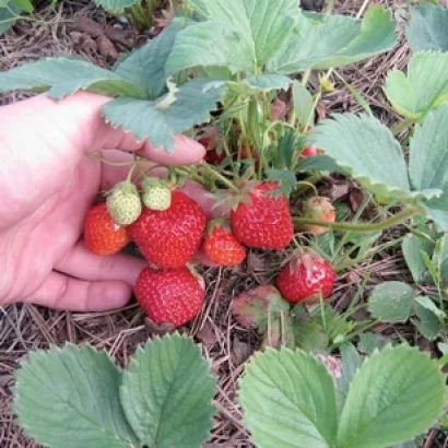 Рука держит клубнику на кусте - Хоней
