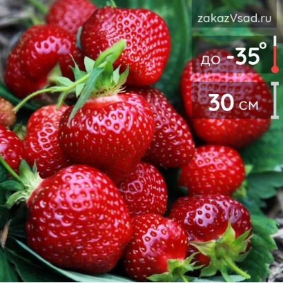 Клубника на фоне зелени - Хонейо