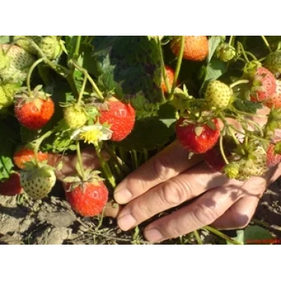 Strawberries on a bush with a hand picking berries - YOZHKAROLINKA