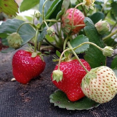 Strawberries on plant with red and white berries against leafy background - KAKIKEN 9 KEY 206 HO