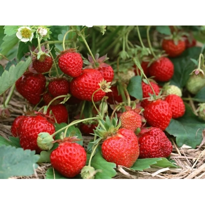 Kalinka | KALINKA — strawberries in field