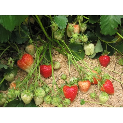 Клубника на землі з зеленими листям та ягодами різних стадій дозрівання - КЕМІЯ