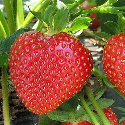 Close-up of a red strawberry on green leaves - Kimberly