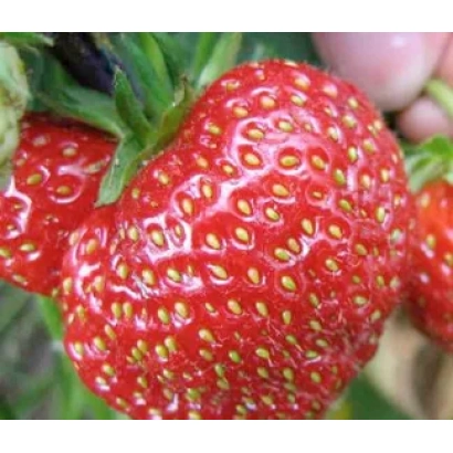 Крупный план свежей клубники сорта Коррадо