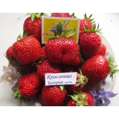 Красивые ягоды клубники сорта Красавица Загорья на белой тарелке с этикеткой.