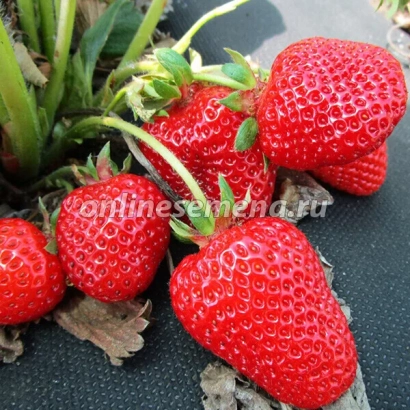 Красные ягоды земляники на грядке - КРЫМСКАЯ РАННЯЯ