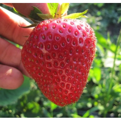 Крупний червоний плід полуниці сорту Кримська Ремонтантна на фоні зелені