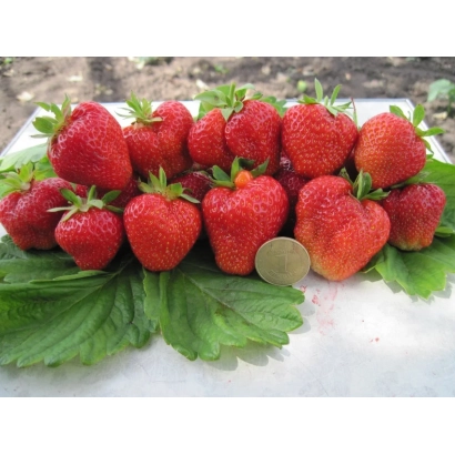 Красные клубничные ягоды на зелёных листьях - КСАНОР