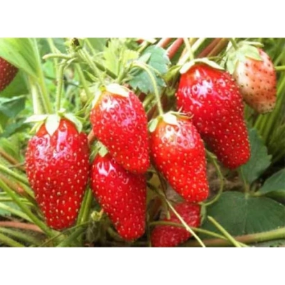 Red ripe strawberry berries on green leaves - Lviv Early