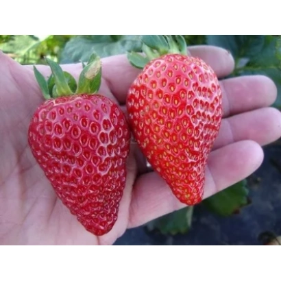 Две крупные красные клубники в руке на фоне зелени - ЛИНОЗА