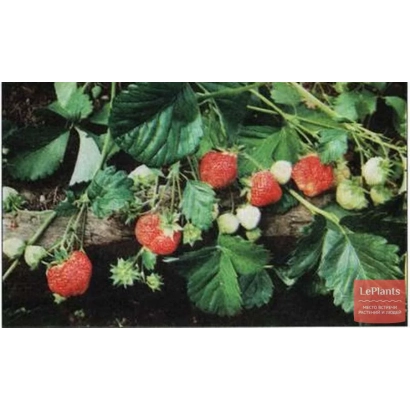 Клубника ЛУЧ ВИРА на гілці з ягодами та листям - ПРОМІНЬ ВІРА