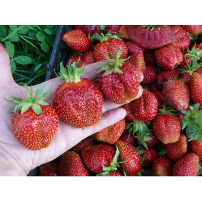Strawberries in hand against a background of berries - Machuzhinka