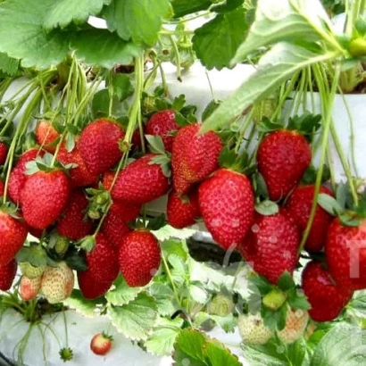 Red strawberries on green leaves - MALGA