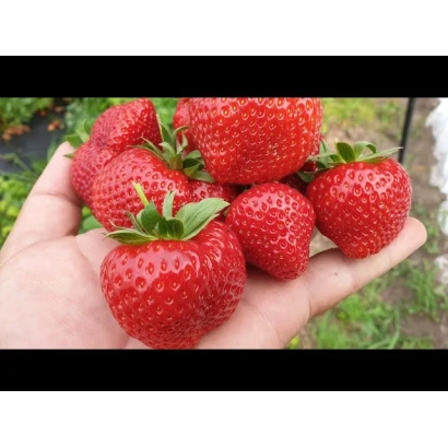 Крупний план свіжих ягід полуниці в руці - МІАГ-АО