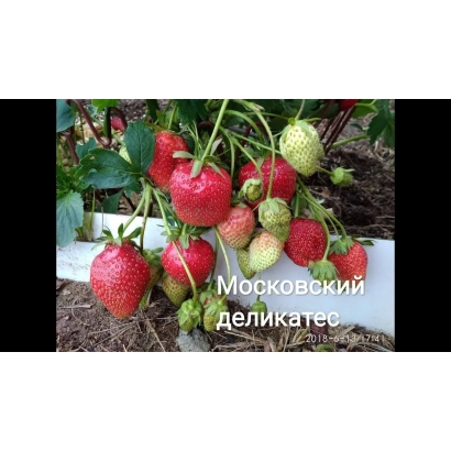 Клубника сорта Московский деликатес на кусте