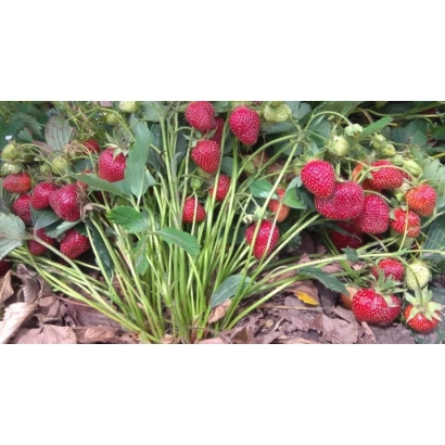 Клубника НАШЕ ПОДМОСКОВЬЕ растёт на гряде