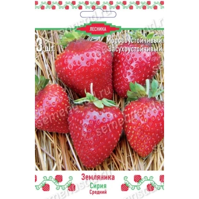 Strawberry seed packet variety Spanish Spanish - NF 137