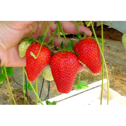 Strawberries on vines, red and green berries - NF 205