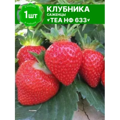 Strawberry seedling variety NF633