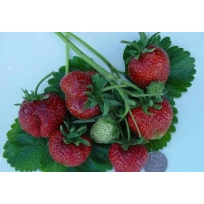 Клубника на ветке с зелеными листьями - ОНЕГА