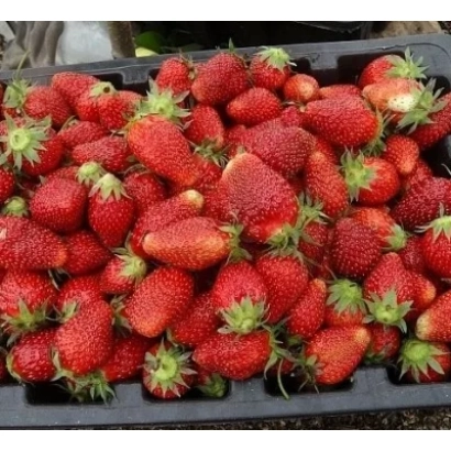 Strawberries in black tray - ORLETZ