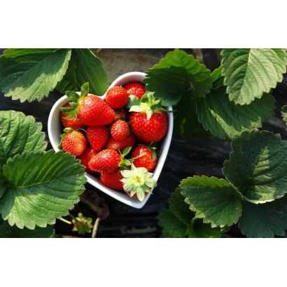 Клубника в белой сердцевидной чашке на фоне зелёных листьев. - ПЕЛАГЕЯ