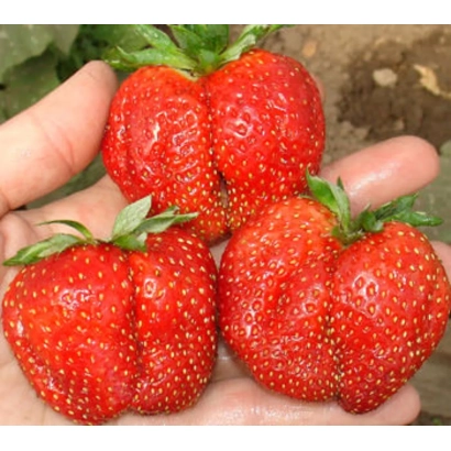 Large red strawberries of variety Pervoklassnitsa held in hand