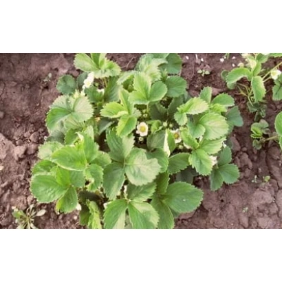 Pocahontas strawberry plant in soil