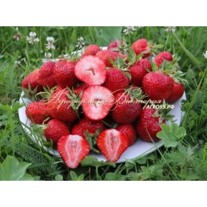 Strawberries Polka on a white plate in grass