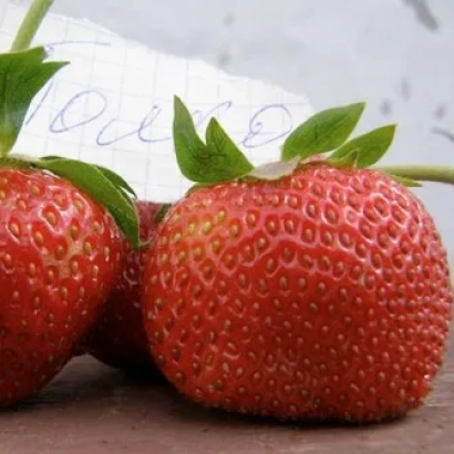 Две свежие клубники сорта Полка на деревянной поверхности с листом бумаги на заднем плане.