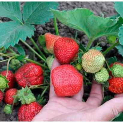 Клубника сорта Ред Гонтлет на грядке