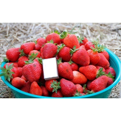 Клубника в синей миске с белым квадратом на переднем плане - РИКЛА