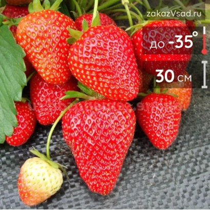 Large red strawberries Rina on dark background