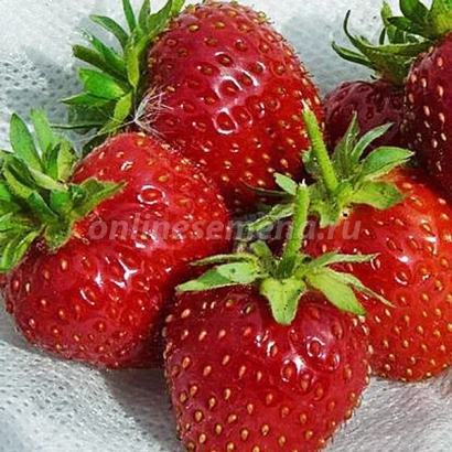 Strawberry Rosinka on white fabric