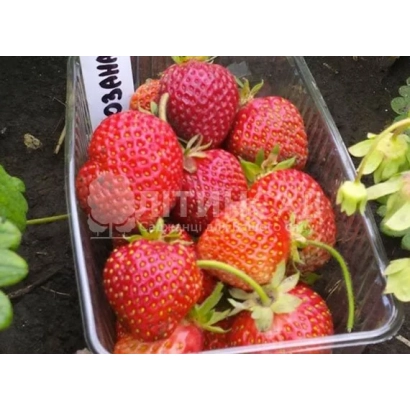 Клубника Розана в прозрачной упаковке - Розана киевская