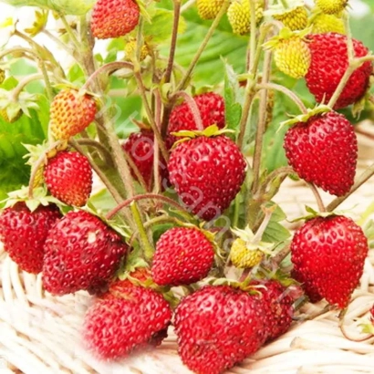Клубника Руйана на гілках з ягодами та квітами - РУЯНА