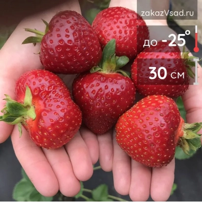 Strawberry Rumba in hands, up to -25°C, 30 cm
