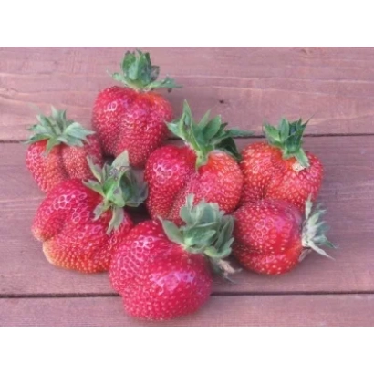 Клубника Русич на деревянной поверхности