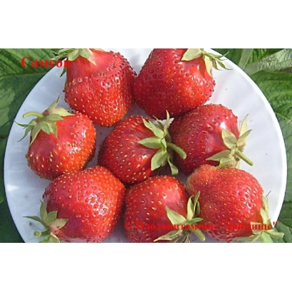 Strawberries on a white plate - Samson