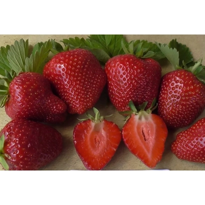 Strawberry Sandrina on a green background