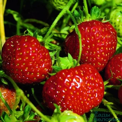 Крупные красные ягоды земляники на зелёных листьях - Зенга Зенгана