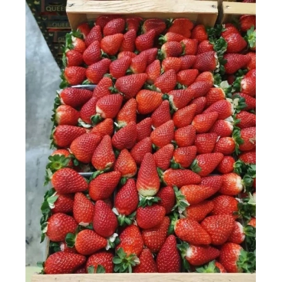 Box of fresh Sibilla strawberries