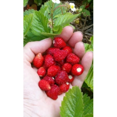 Hand holding fresh red strawberries against green leaves. - Fantasy