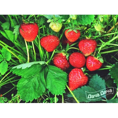 Клубника на грядке с надписью Овча Овча - Славутич