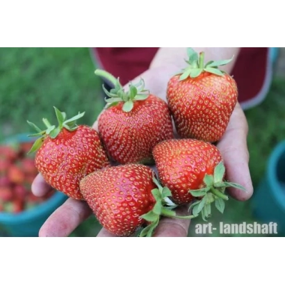 Hand holding fresh strawberries against green foliage - SLONENOK